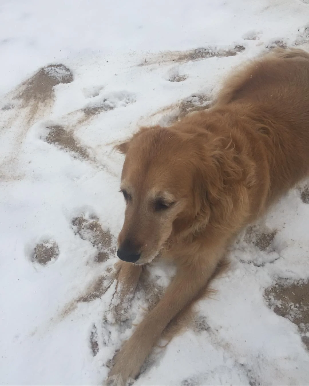 Golden retriever dog lying on snow-covered ground with paw prints around.