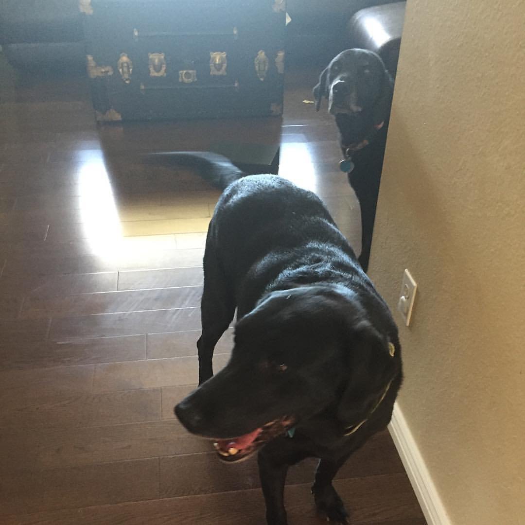 Two black Labradors in a home, one standing near a wall outlet and the other walking on a hardwood floor with their tail wagging.