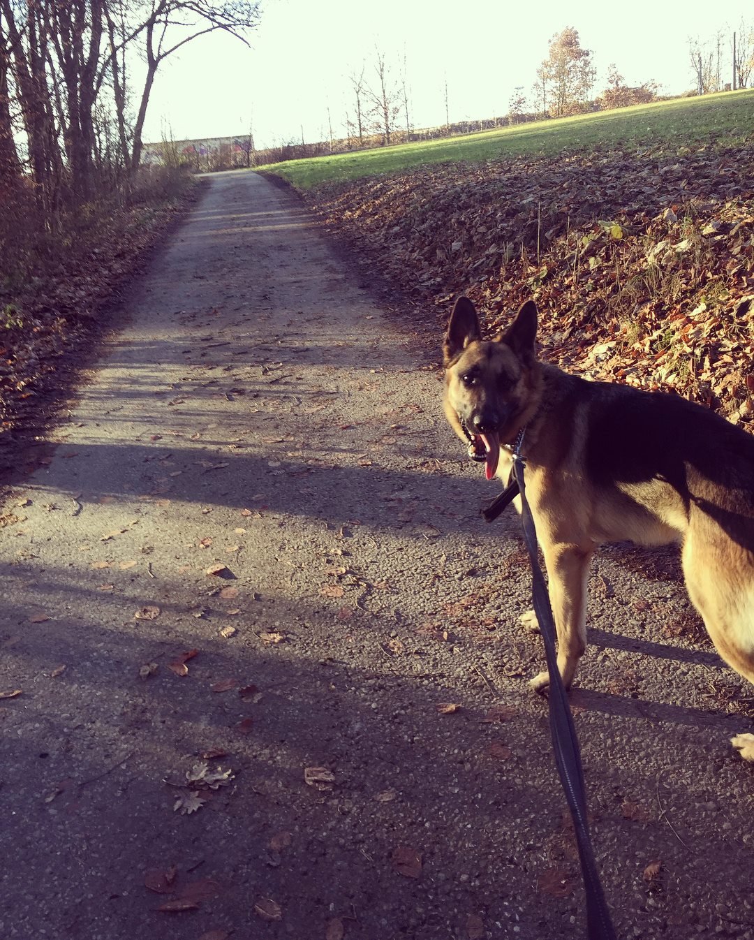 A German shepherd dog with a leash on a dirt path surrounded by fallen leaves, trees, and grassy areas in the late afternoon sunlight.