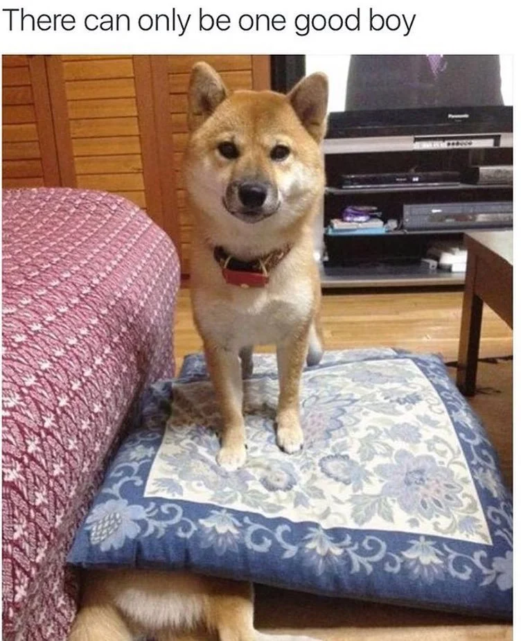 A Shiba Inu dog standing on a decorative pillow on the floor, looking at the camera. The dog is positioned next to a bed with a red and white bedspread and an entertainment center with a TV.
