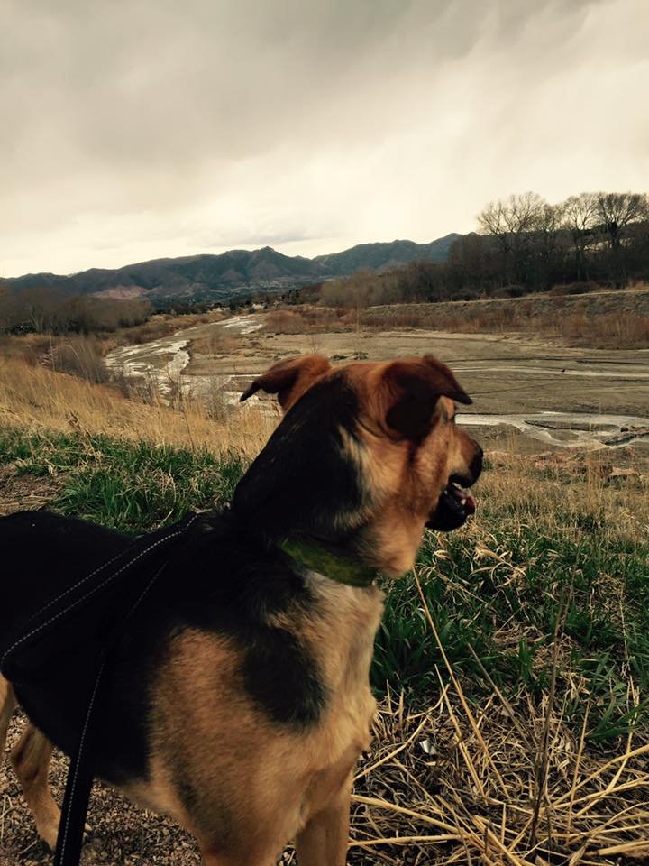 A dog with a green collar looking at a scenic landscape with rolling hills, dry grass, sparse trees, and a cloudy sky in the background.