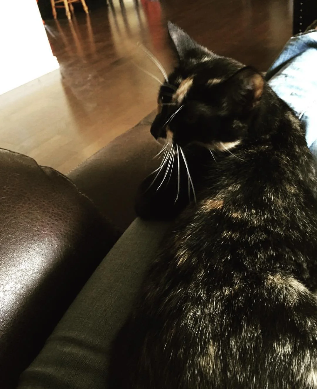 A black and orange tortoiseshell cat resting on a person's lap on a brown leather couch, with a hardwood floor in the background.