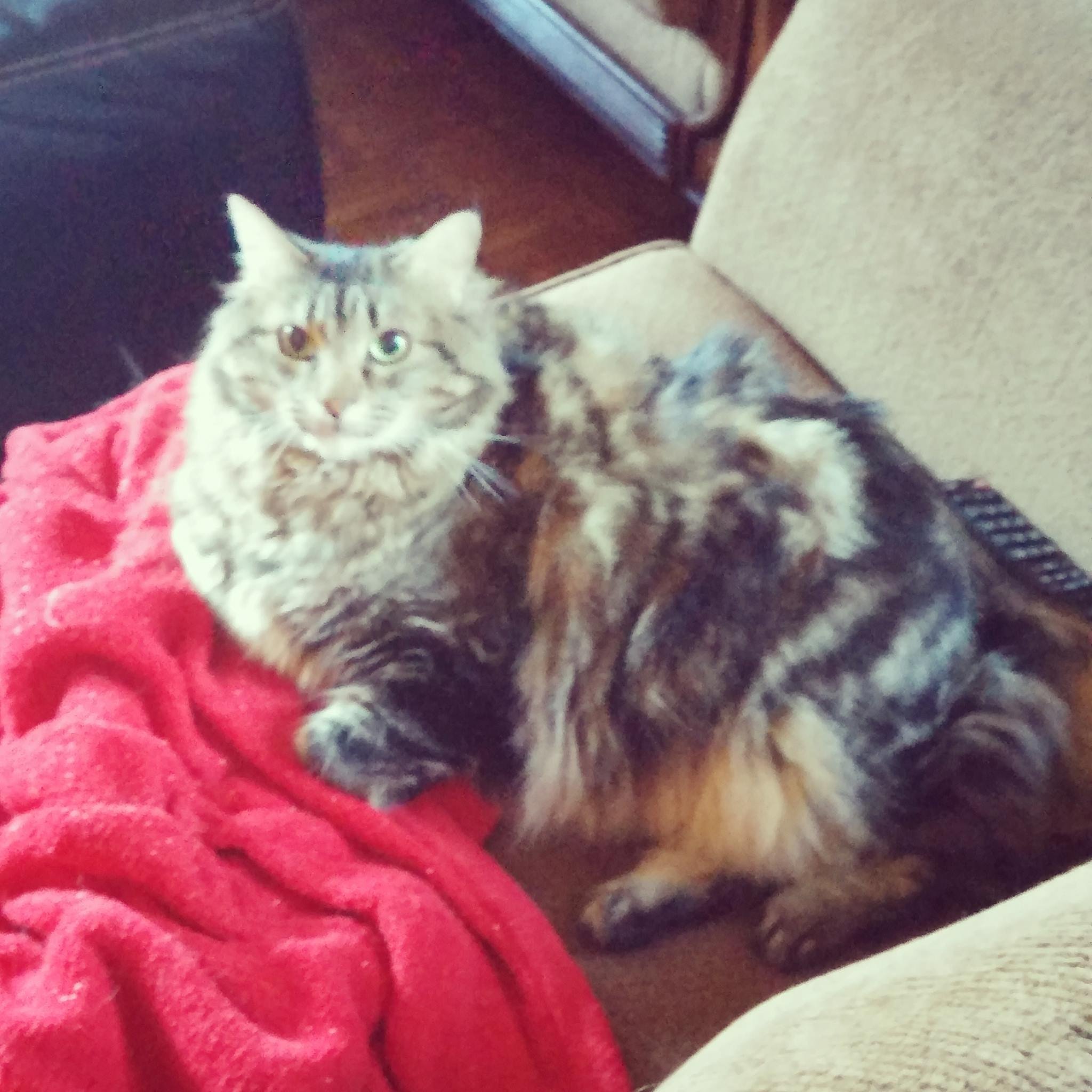 Two cats, one with a fluffy gray and cream coat looking at the camera, and the other with a darker, tortoiseshell coat, resting on a beige armchair next to a red blanket.