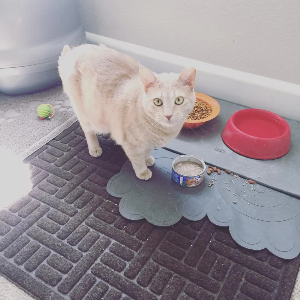 Cream-colored cat standing on a black doormat next to a gray silicone mat, with food and water bowls nearby, and a toy mouse in the background.