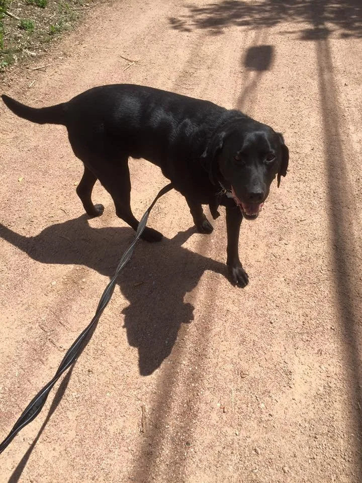A black dog on a leash standing on a dirt path with shadows cast on the ground.