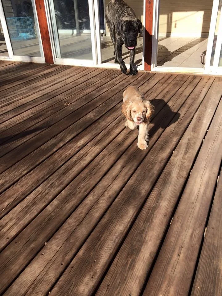 A small, tan and white Cocker Spaniel running on a wooden deck with a brindle Great Dane approaching from behind, near glass doors.