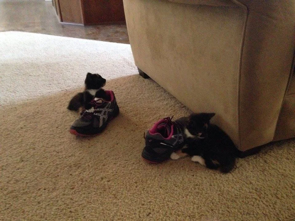 Two black and white kittens sitting on a beige carpet, each with a small pair of sneakers in front of them; one kitten is sitting near a beige couch and the other near a wooden wall.