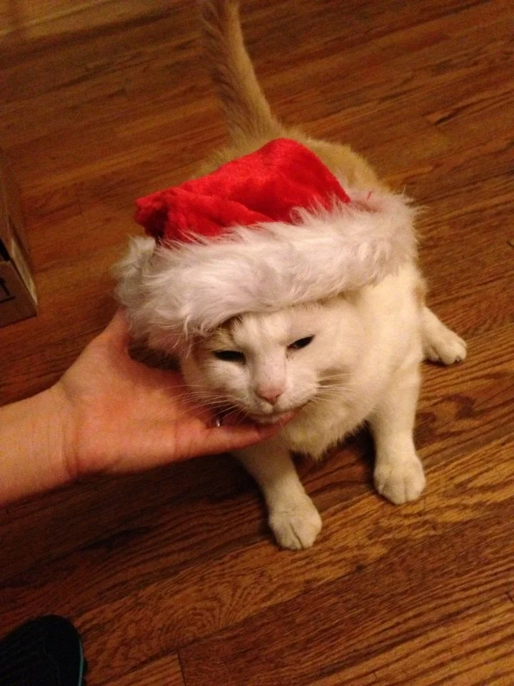 A white cat wearing a red and white Santa hat, being petted under its chin by a person's hand on a wooden floor.