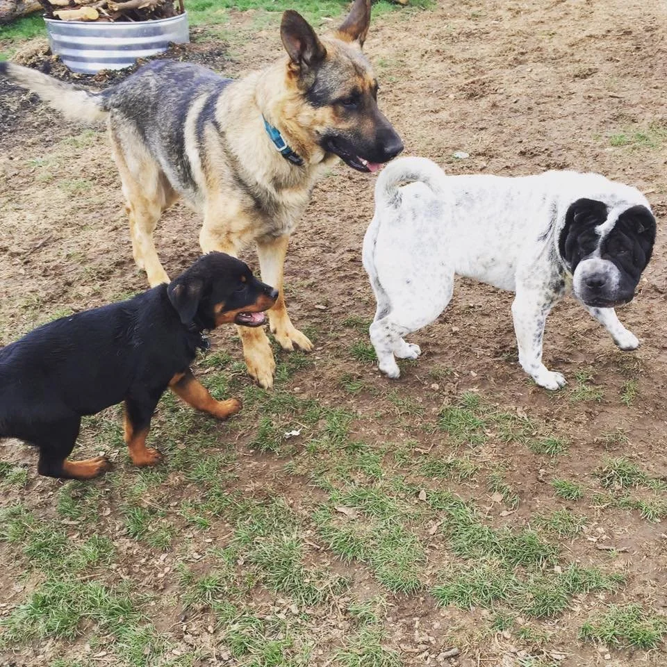 Three dogs standing on patchy grass in an outdoor area. One is a large German Shepherd with a blue collar, one is a small black and brown puppy, and the third is a white bulldog with black patches on its face.