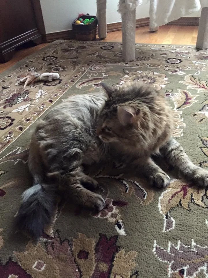 Two cats, one gray and one brown tabby, are lying on a patterned area rug in a room. The gray cat is grooming the tabby cat, which is lying on its side with its eyes slightly open. In the background, there is a small toy on the rug and a basket of ba