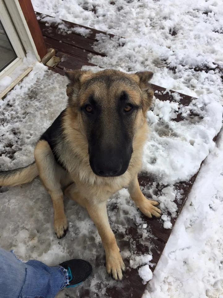 German Shepherd dog sitting on a snow-covered porch with snow on the ground and a wooden step. A person's leg and shoe are visible in the foreground.