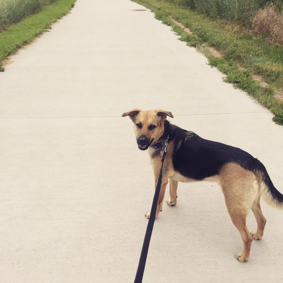 A mixed-breed dog standing on a concrete sidewalk, looking back at the camera, with grass and bushes on either side.