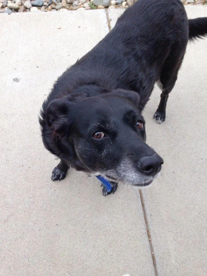 A small black dog with a gray muzzle, wearing a blue collar, standing on a concrete sidewalk and looking up at the camera.