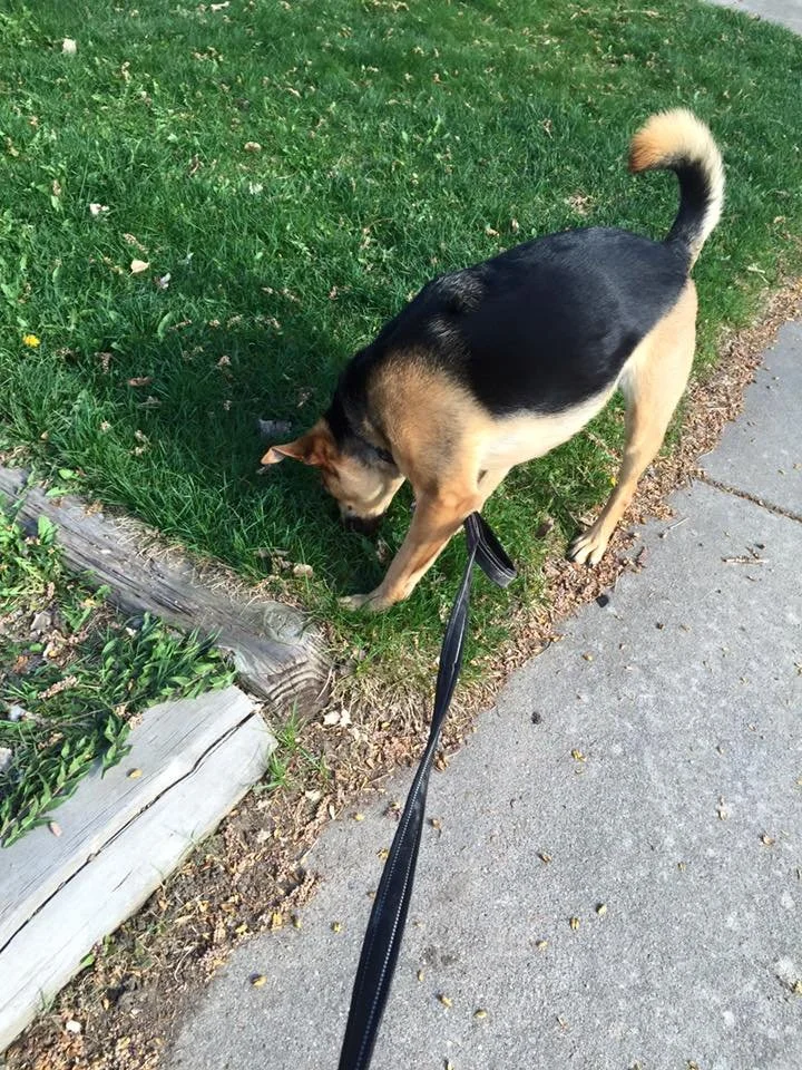 A dog on a leash sniffing grass next to a sidewalk, with a wooden border separating the grass from the concrete.