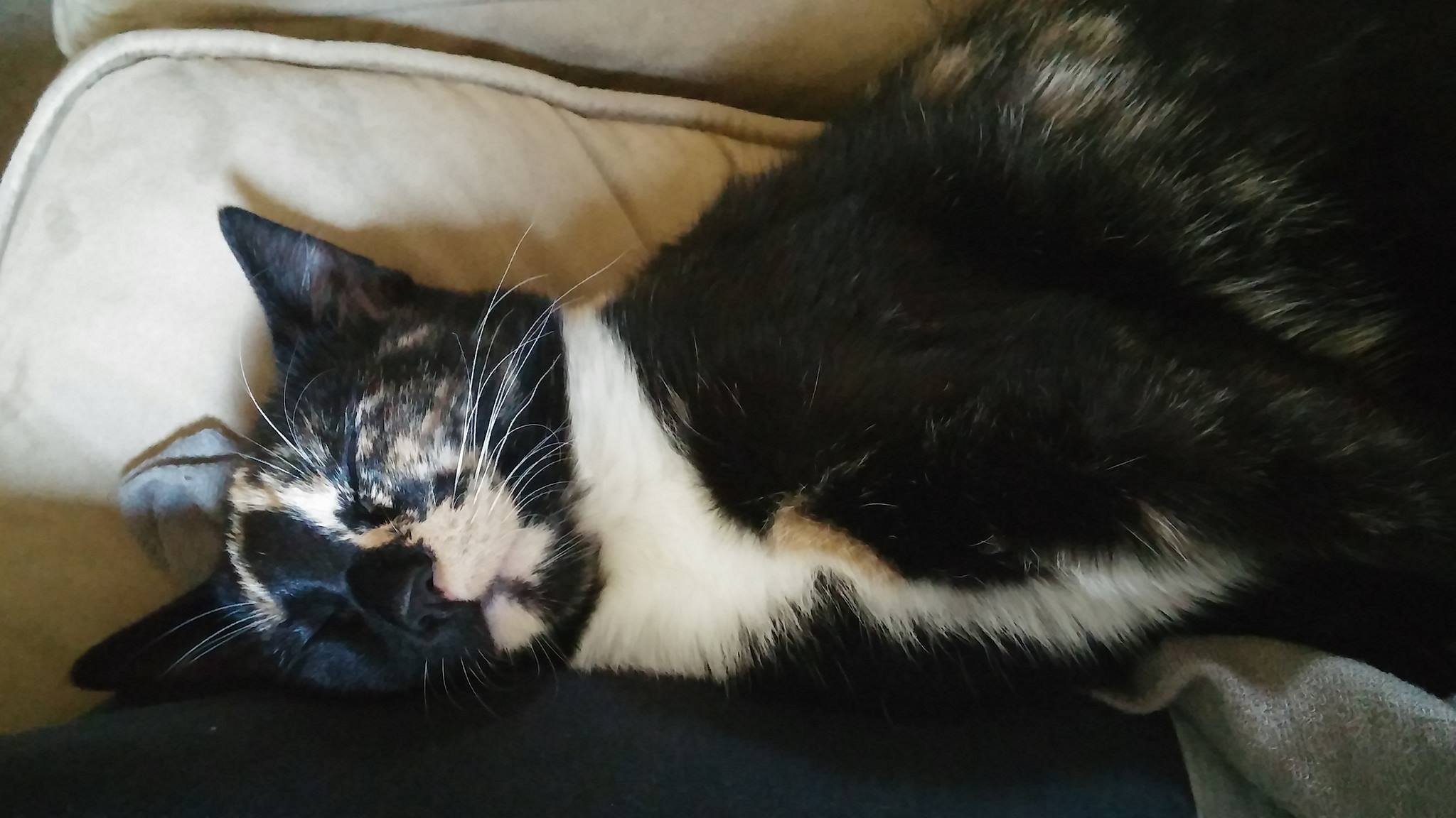 A black and white cat sleeping on a beige cushion.