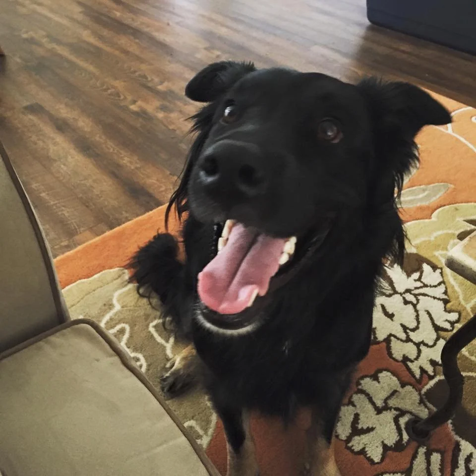 A happy black dog sitting indoors on a colorful floral rug, looking at the camera with its tongue out.