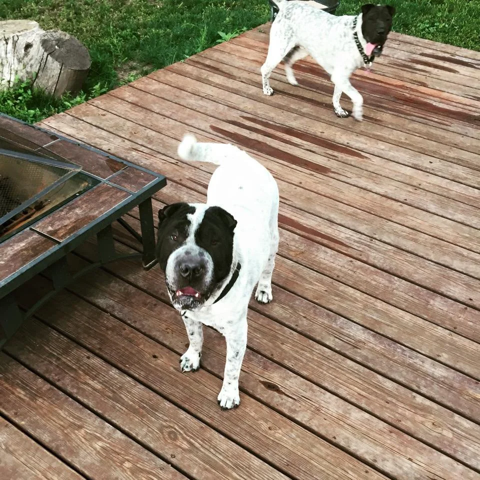 Two dogs on a wooden deck, one with a black and white coat looking at the camera, and the other with a predominantly white coat and black markings in the background.