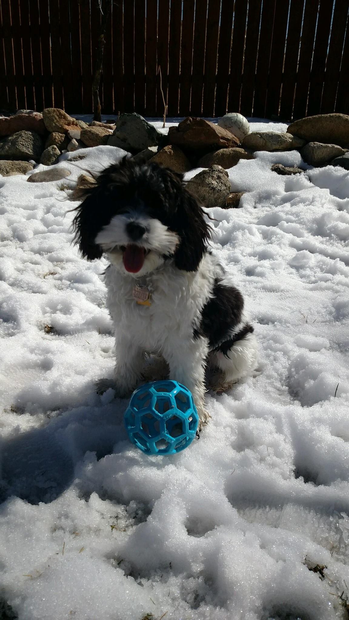 A black and white puppy sitting in snow with a blue ball in front and rocks in the background.