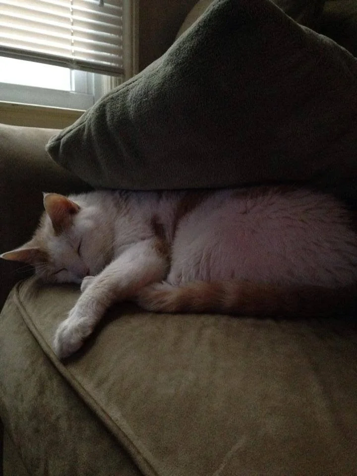 A white and orange cat sleeping curled up on a beige couch with a dark cushion partially covering its body, near a window with closed blinds.
