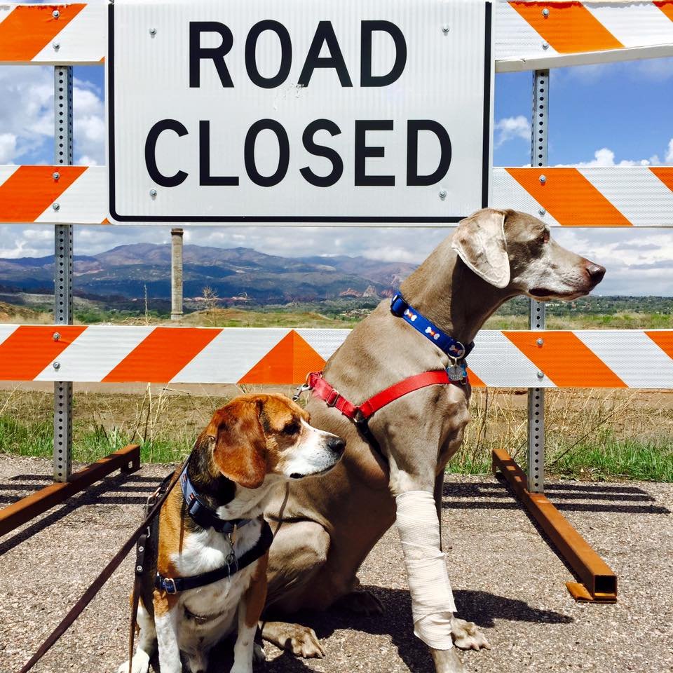 Two dogs sitting in front of a 'Road Closed' sign and barricade. The larger dog has a bandaged leg and wears a red harness, while the smaller dog wears a blue collar and harness. The background shows mountains and a partly cloudy sky.