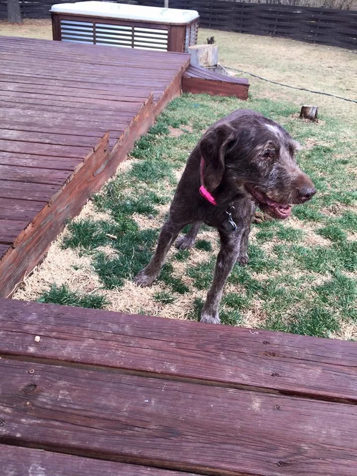 A brown and white speckled dog with a pink collar sitting on a patchy grass yard next to a wooden deck and a hot tub.