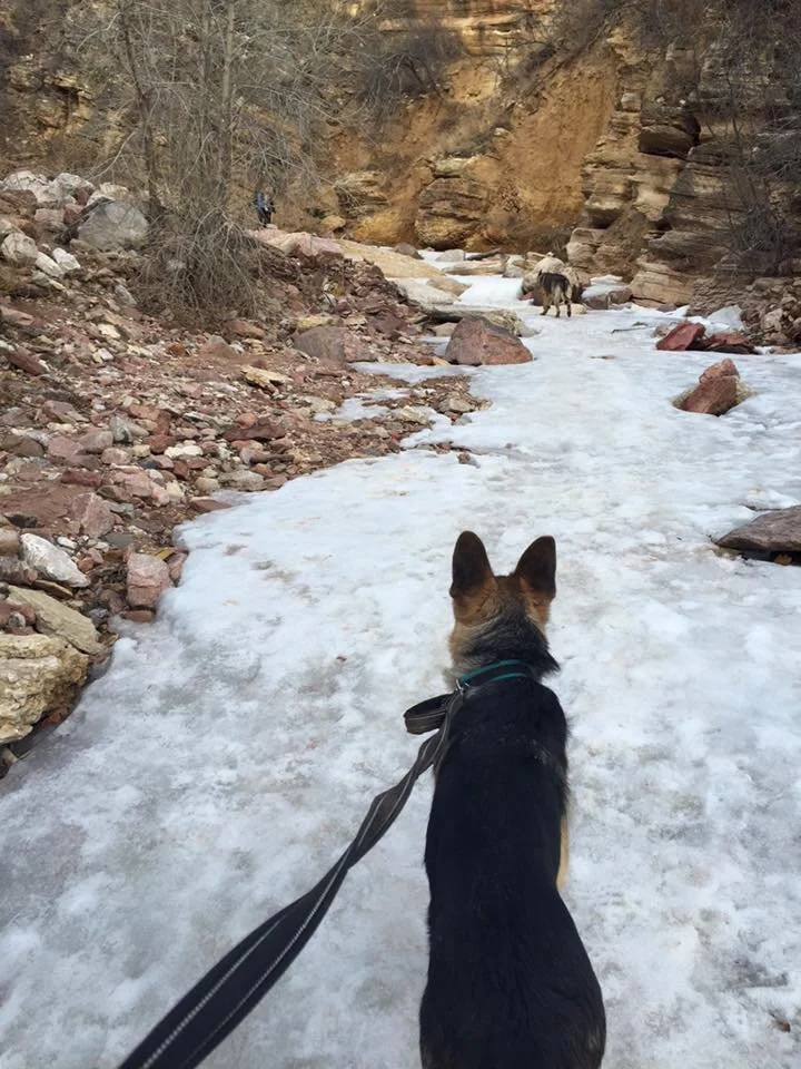 Dog on leash walking on a snowy trail in a rocky canyon with two other dogs in the distance.