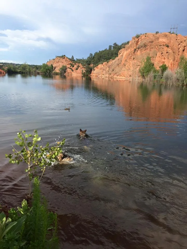 Two dogs swimming in a river with rocky cliffs and trees in the background.