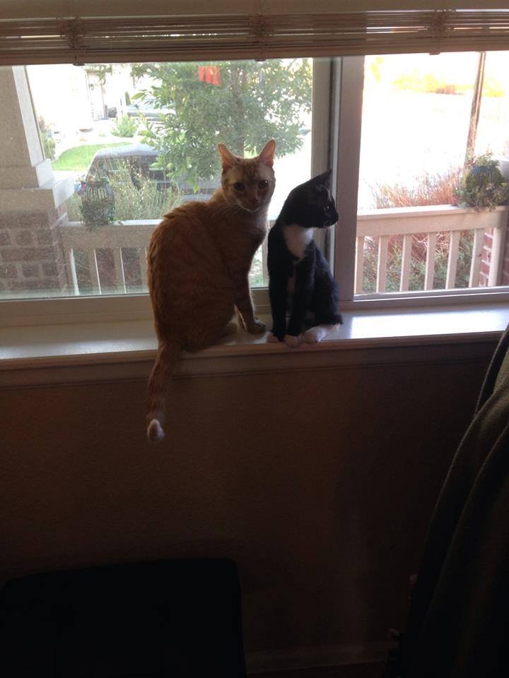 Two cats sitting on a windowsill, looking outside. The window has vertical blinds, and there is a view of greenery and a porch outside.