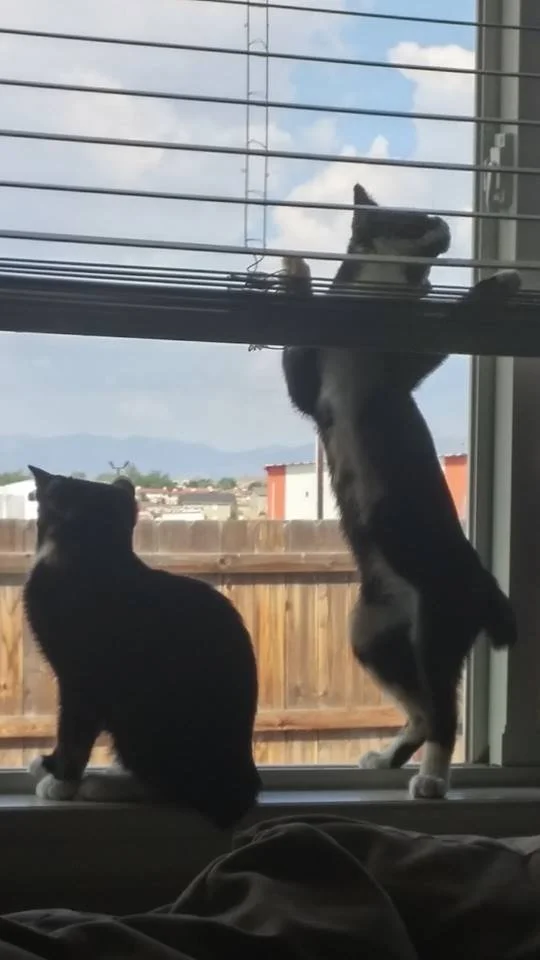 Two cats watching outside through window blinds. One cat is sitting, the other is standing on its hind legs. Both are looking outside, with a view of a backyard and clear sky with some clouds.