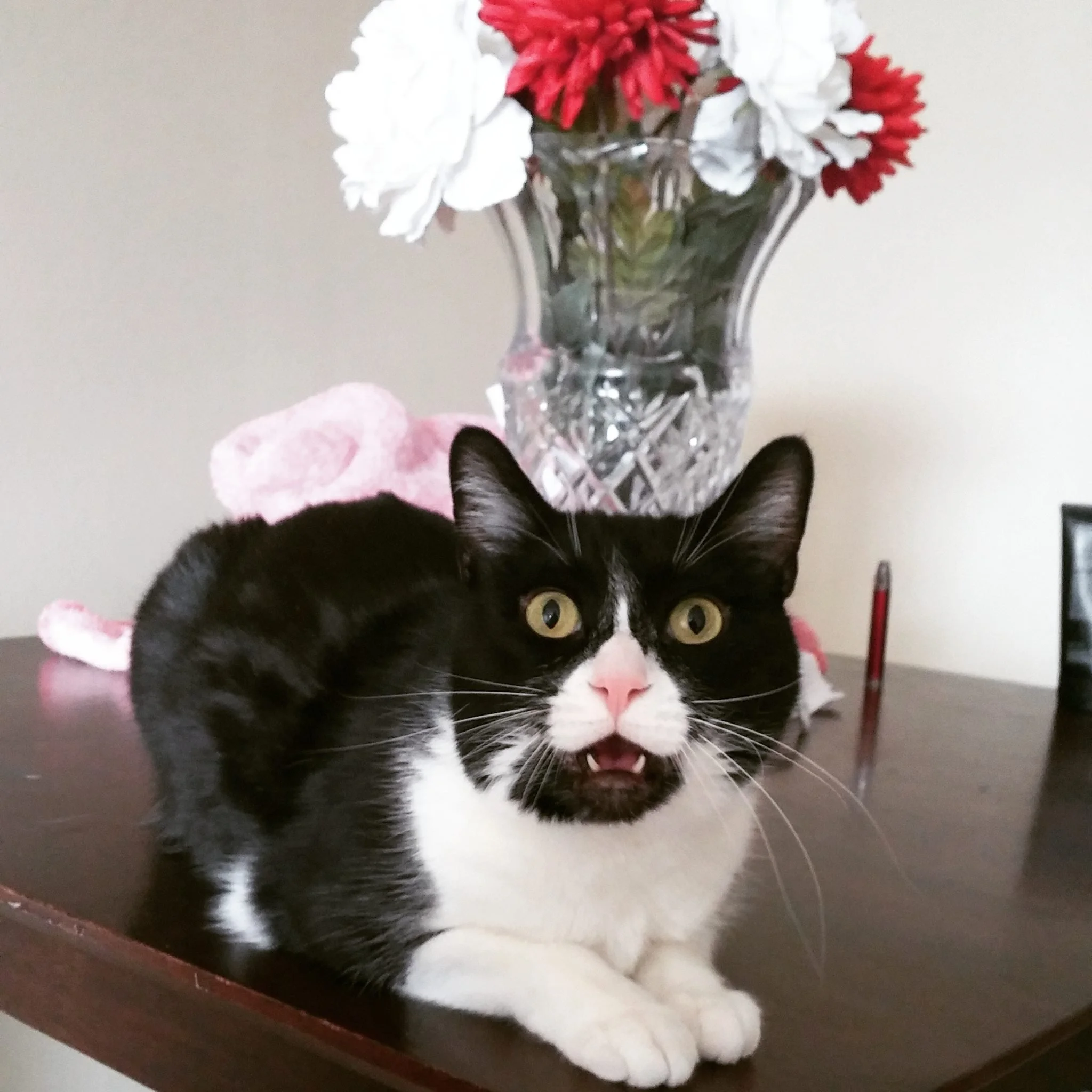 A black and white cat with yellow eyes and pink nose sitting on a wooden table with its mouth slightly open, displaying small teeth, in front of a glass vase with red, white, and pink artificial flowers.