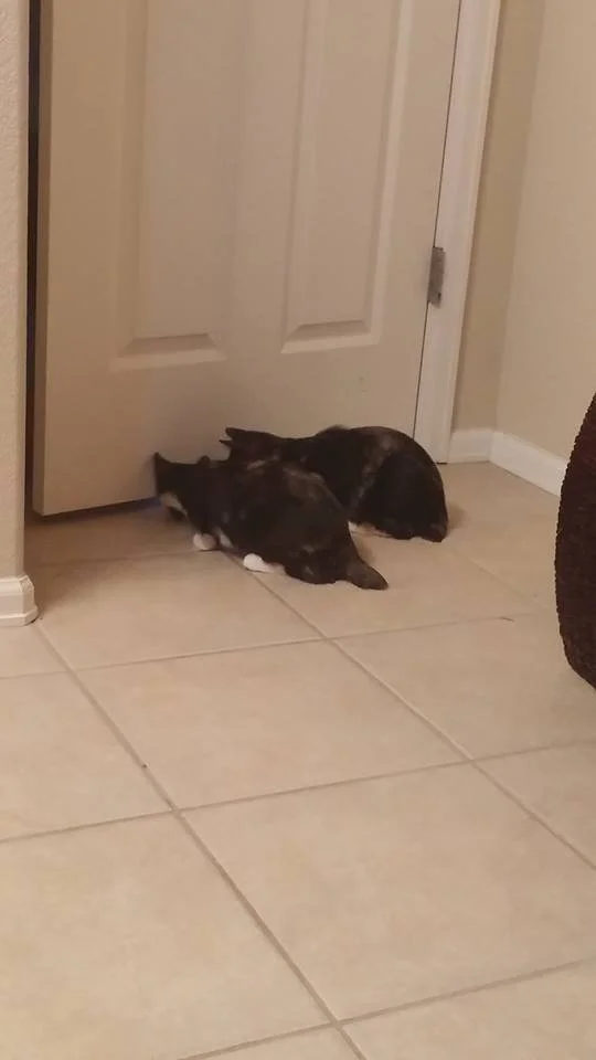 Two cats lying on the floor near a closed door, resting or sleeping.