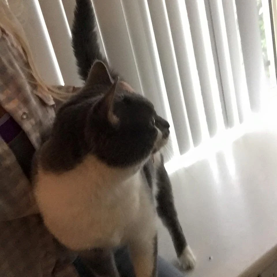 A cat with white and gray fur sitting indoors near vertical blinds, looking outside.