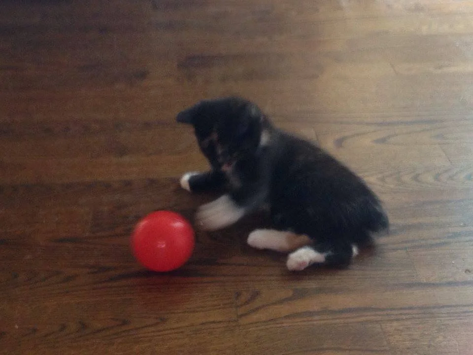 Cute black and white puppy playing with a red ball on a hardwood floor.