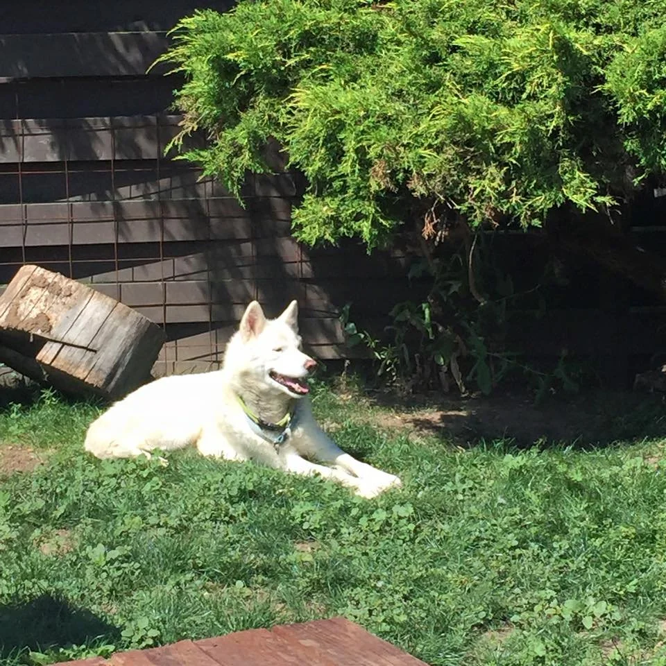 A white dog with a yellow collar lying on green grass in a backyard, with a wooden log and a black wooden fence in the background, shaded by a green shrub.