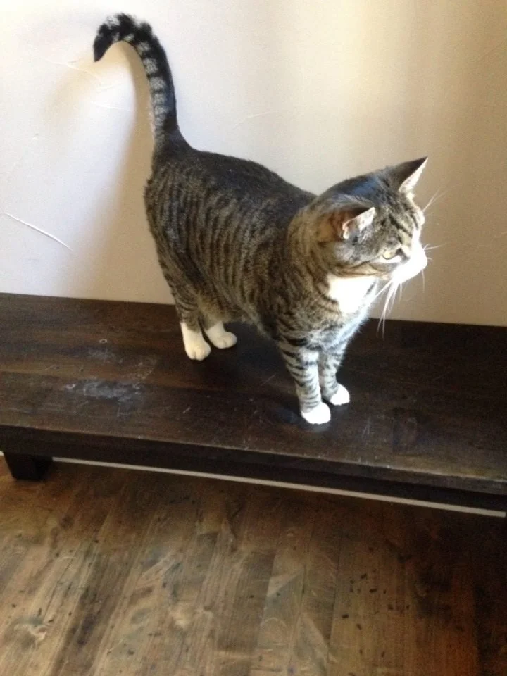 Tabby cat standing on a dark wooden bench looking to the right.