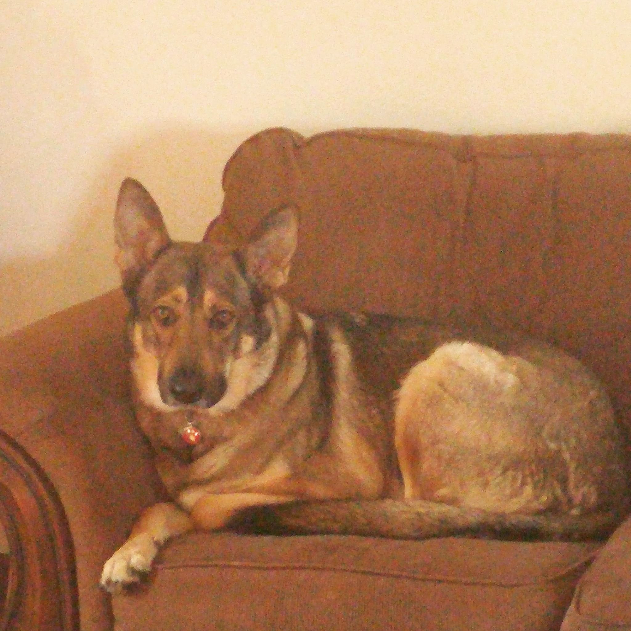 A dog with a black, tan, and white coat resting on a brown sofa, looking at the camera.