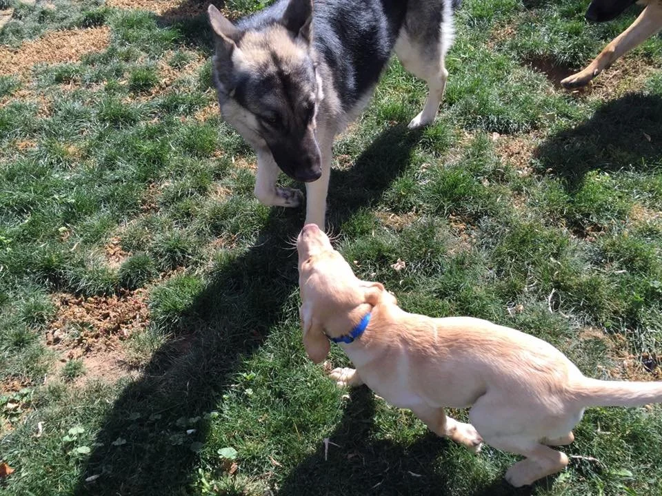 A large Husky dog and a small light-colored puppy playing together outdoors on a grassy yard.