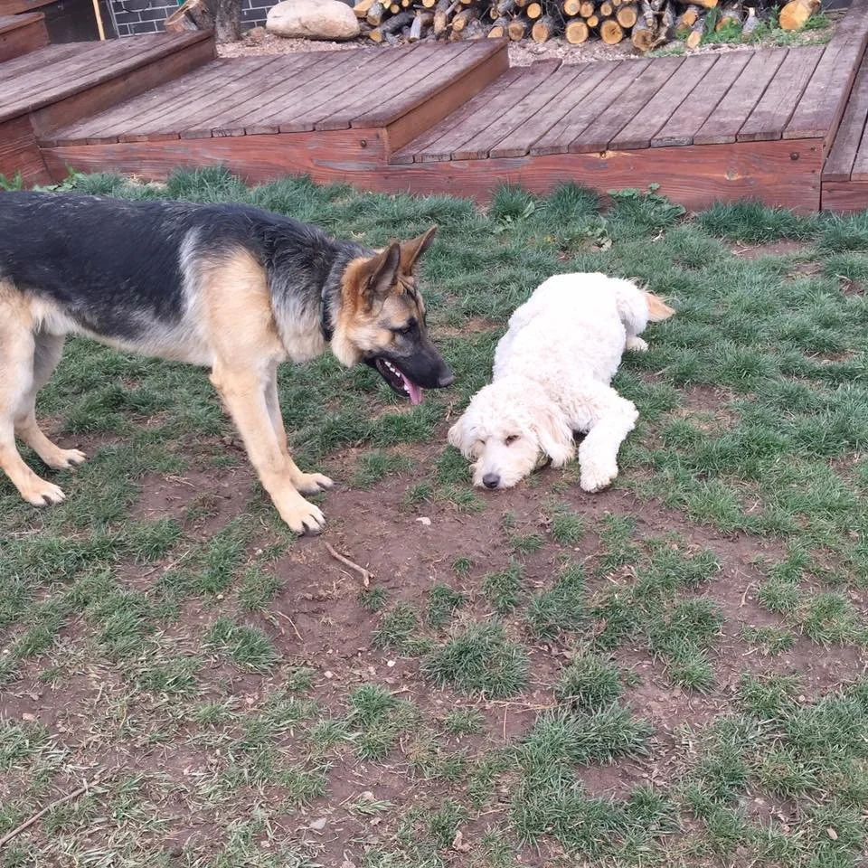 A German Shepherd dog looks at a white, curly-haired puppy lying on the grass in a backyard with wooden steps and stacked firewood in the background.
