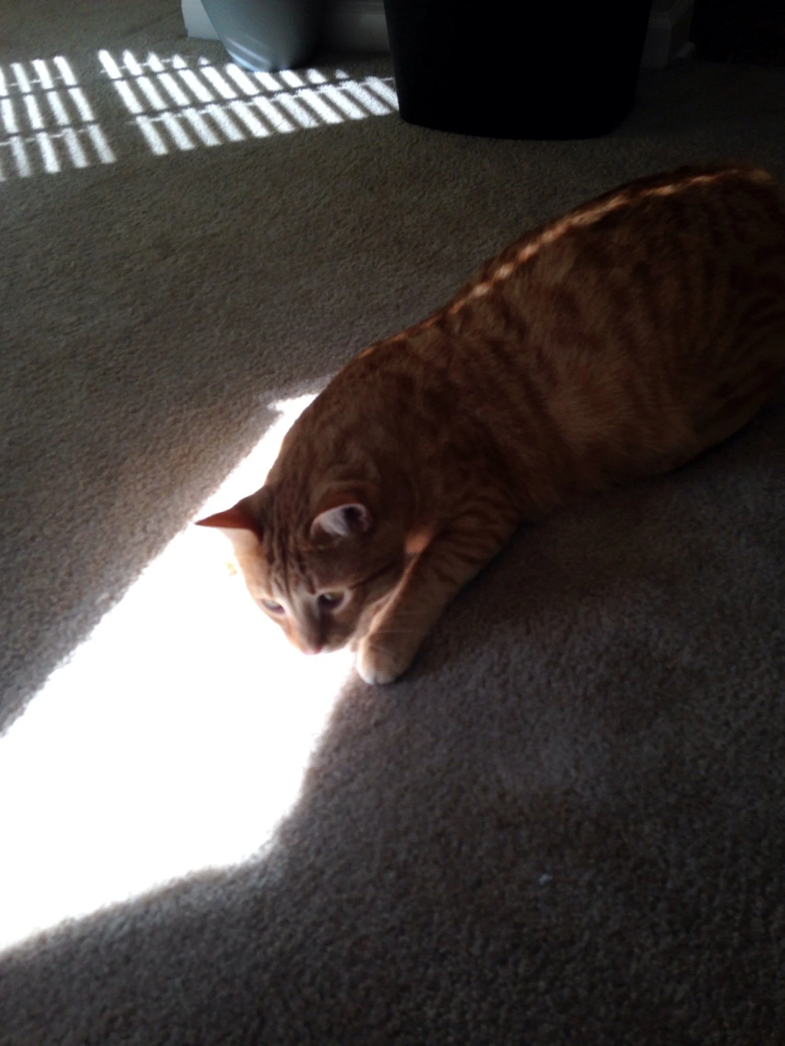 An orange tabby cat lying on a carpeted floor with sunlight streaming through a nearby window, creating a bright patch of light beside it.