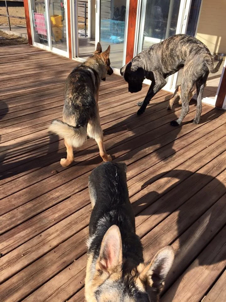 Three dogs on a wooden deck near glass sliding doors, with a view of a backyard and patio furniture. One dog has a brindle coat, one has a merle coat, and the third is a black and tan puppy with pointy ears.