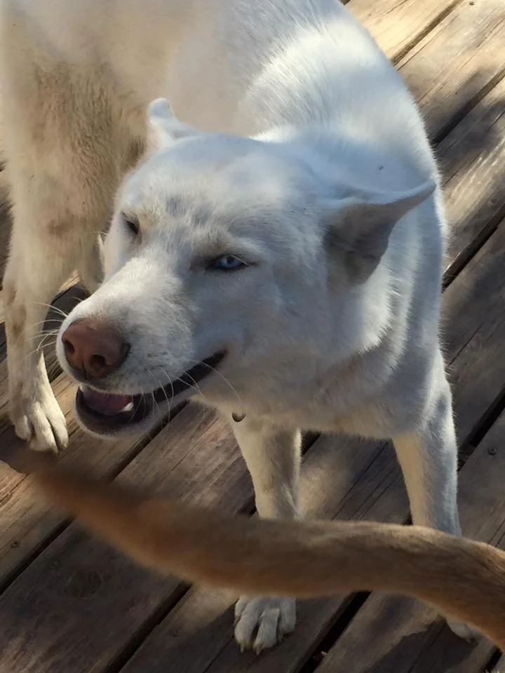 A white dog with blue eyes smiling on a wooden deck.