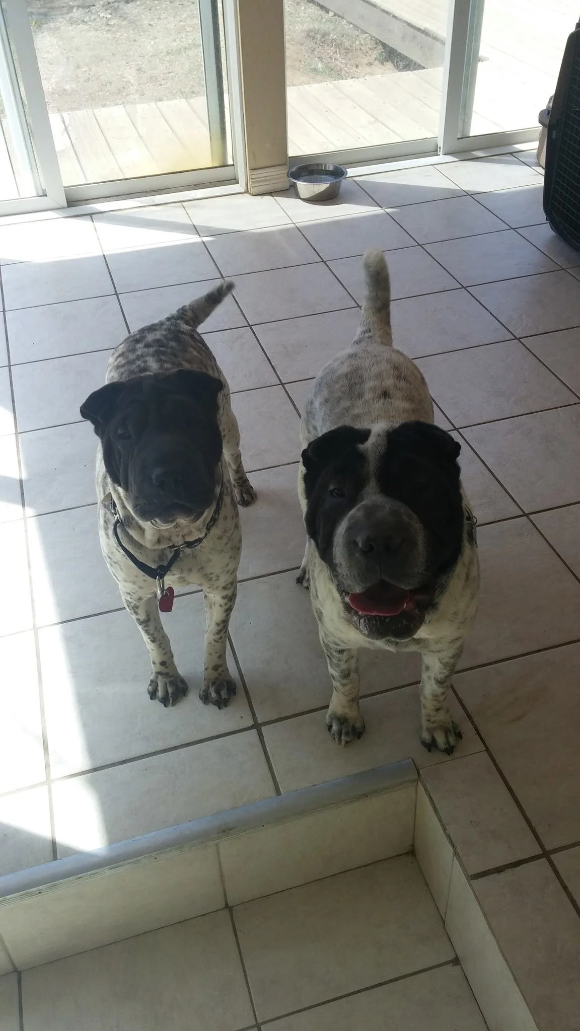Two English Bulldog dogs standing on a tiled floor inside looking at the camera. One dog has a black face with a black collar, and the other has a mostly gray face with black and white markings.