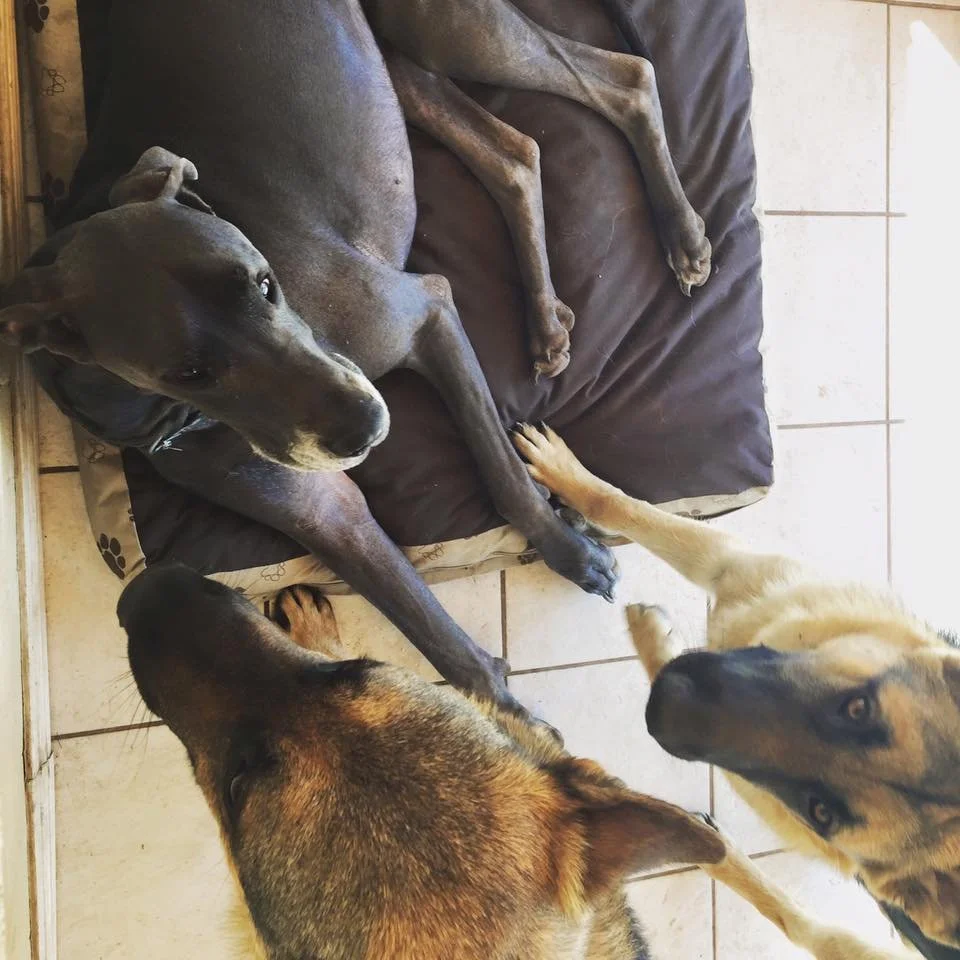 Three dogs lying on a tiled floor, with one gray dog on a black cushion and two others extending their paws towards the gray dog.