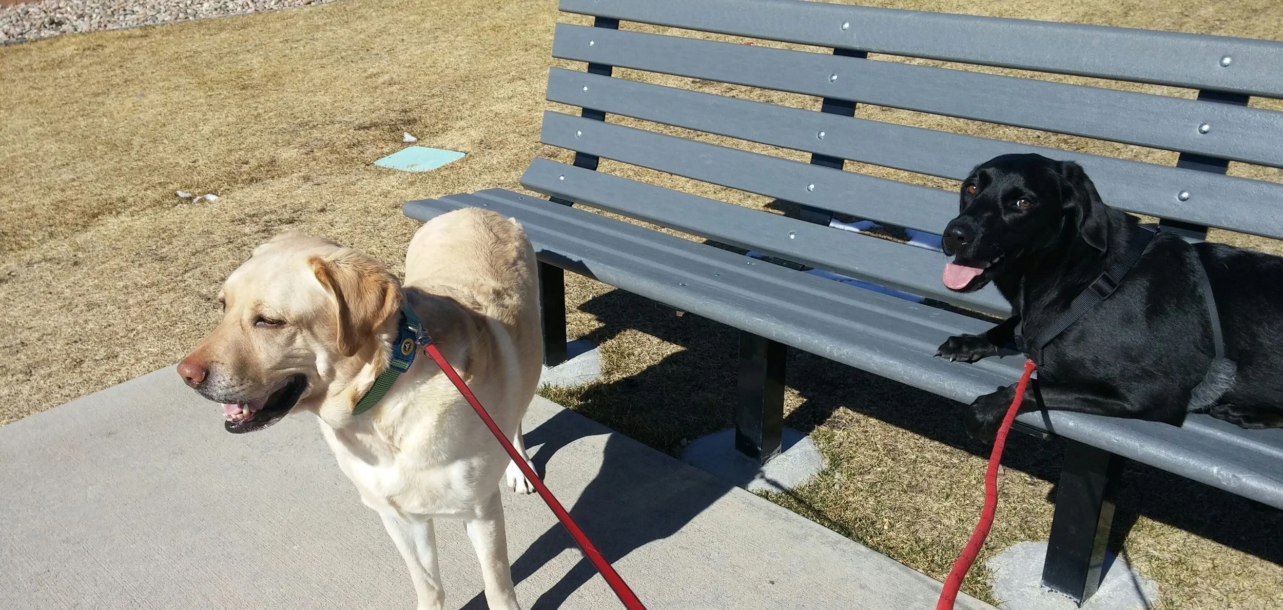 Two dogs on leashes in a park, one yellow Labrador Retriever and one black dog, near a gray park bench and a sidewalk.