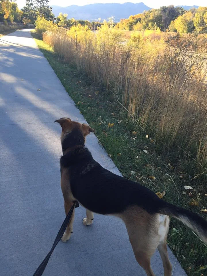 A dog on a leash walking along a paved path with grassy and shrub-covered land on the right and trees with fall foliage in the background.