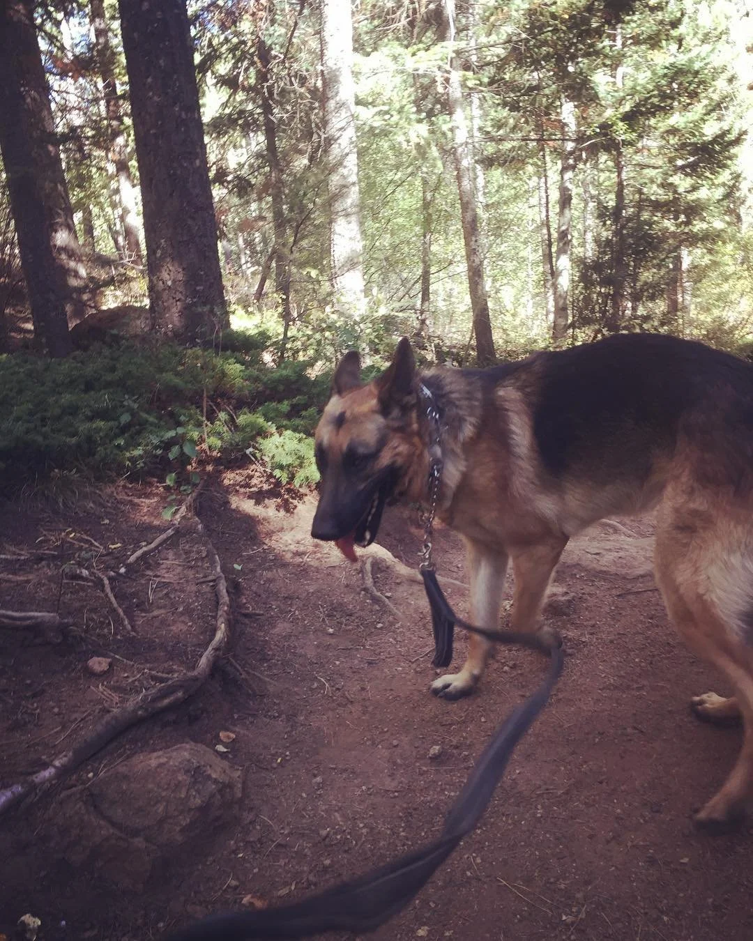 A German Shepherd dog on a leash in a wooded forest area, surrounded by trees and green foliage, with sunlight filtering through the trees.