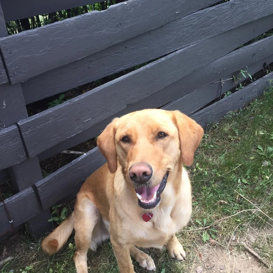 A happy golden retriever dog sitting on grass next to a black wooden fence.