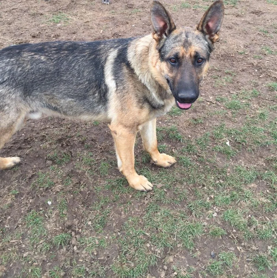 A German Shepherd dog standing on dirt and grass, looking at the camera with tongue slightly out.
