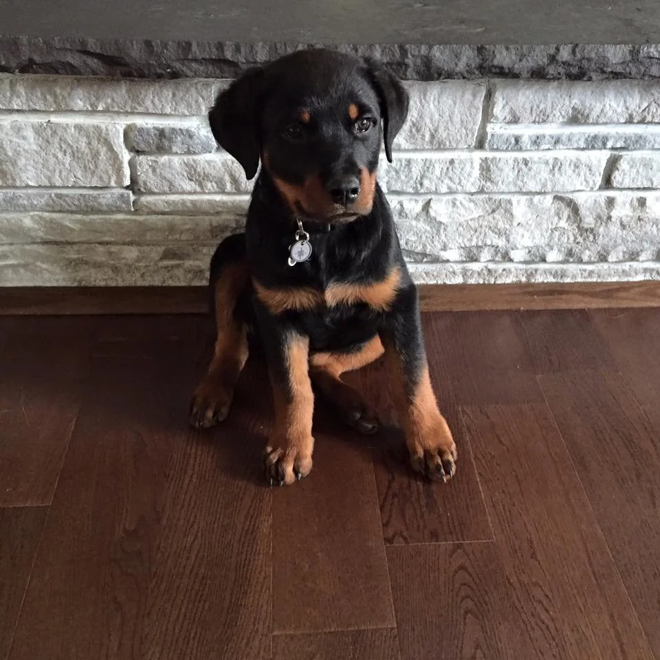 A young black and tan puppy sitting on a wooden floor in front of a white brick fireplace.