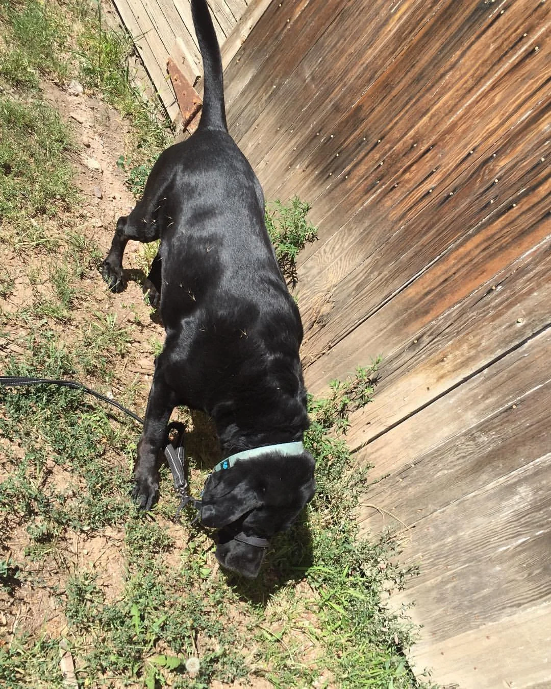 Black puppy with a white patch on its chest sniffing grass next to a wooden fence